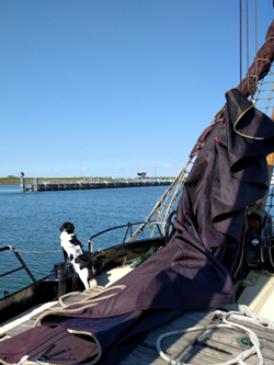 Segeln mit der Albatros 2017 Sep der Schiffs Hund